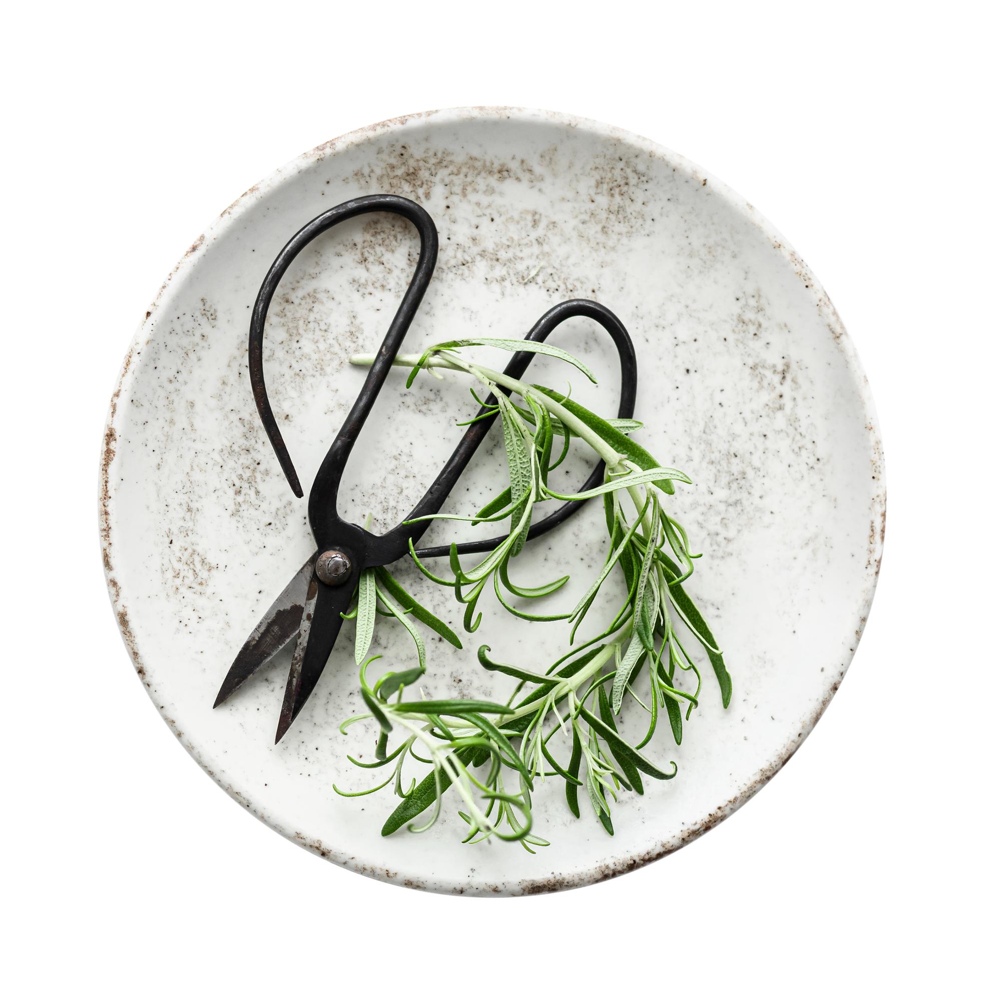 Still life of plated dish with herbs